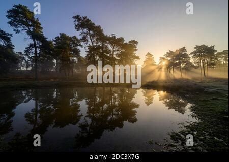 Fen with reflecting trees in a misty forest with sun rays Stock Photo