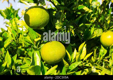 Green oranges ripening on the tree Oranges from Valencia and the Mediterranean area. Fruit full of vitamin C. Stock Photo