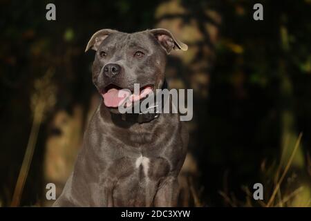 Happy English Staffordshire Bull Terrier in Sunny Nature. Close-up of Blue Staffy Outside. Stock Photo