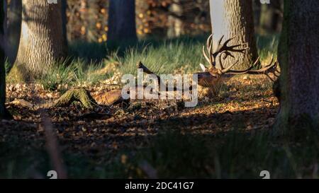 Duelmen, NRW, 18th Nov 2020. A red deer stag rolls around, clearly enjoying his mud bath whilst sunbathing. Red deer (cervus elaphus) at Duelmen Nature Reserve roam freely in a large area of forest, woodland and meadows in the Muensterland countryside. Credit: Imageplotter/Alamy Live News Stock Photo