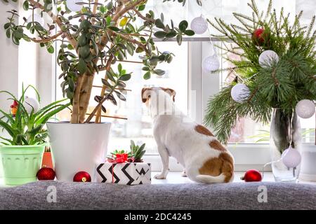 The Jack Russell dog sits on a Christmas-decorated windowsill next to houseplants and looks out the window, waiting for the owner.Christmas, New Year Stock Photo