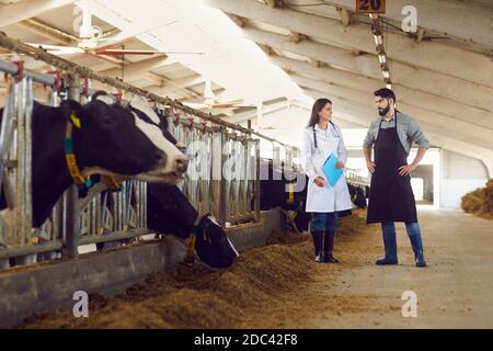 Young male farm owner talks to a female veterinarian while inspecting cows in a cowshed. Stock Photo