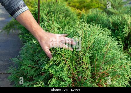the gardener examines the thuja bush. Healthy plants and feeding. Stock Photo