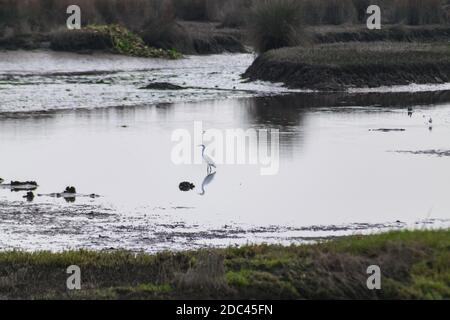 Snowy Egret reflecting on water Stock Photo