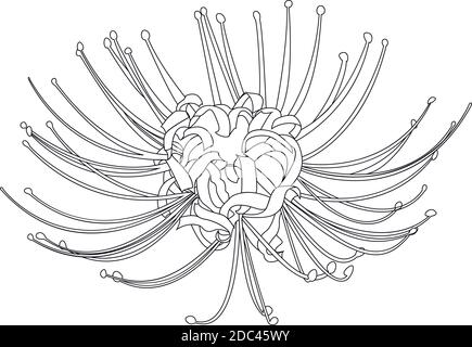 Hand drawn spider lily line silhouette isolated on white. Stock Vector