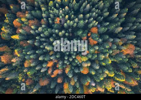 Aerial drone top down view. Yellow, orange and red autumn trees in colorful forest. Sunny day in autumn mountains
