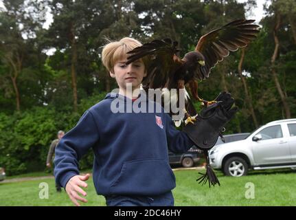Young boy taking party in falcon display with a Harris Hawk Staffordshire County Show Stock Photo
