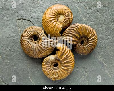 Iron Pyrite Ammonites Stock Photo