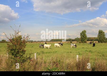 typical dutch landscape with a herd of cows grazing in a green meadow and a blue sky with clouds in springtime Stock Photo