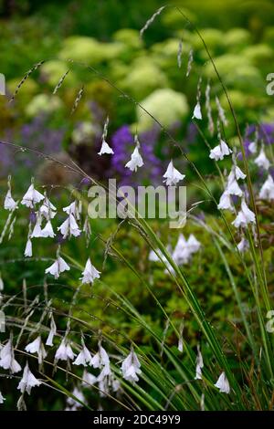 dierama pulcherrimum guinevere,white flowers,flower,angels fishing rod,perennial,summer,RM Floral Stock Photo