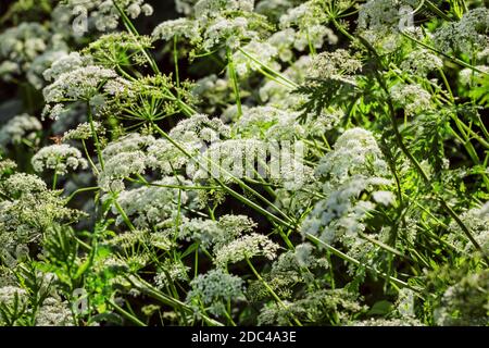 Prett flowering herb goutweed at summer sunny happy day Stock Photo