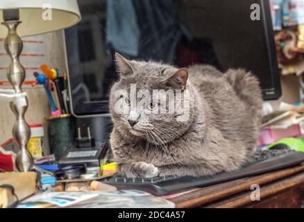 Grey adult pretty cat on computer keyboard Stock Photo