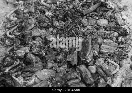 Embers of fire on ground in black and white Stock Photo