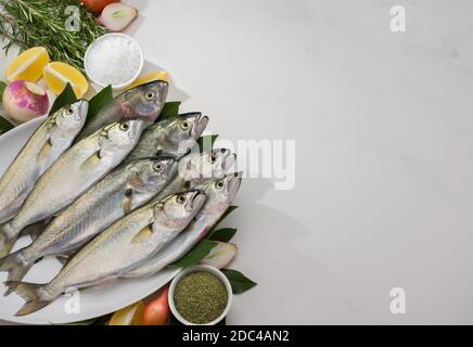 Fresh bluefishes ( Scientific name; Pomatomus saltatrix ) in the plate. Stock Photo