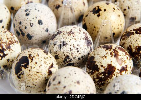 Quail spotted eggs in a transparent plastic container Stock Photo