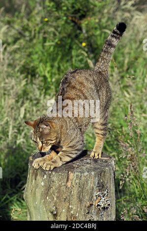 EUROPEAN BROWN TABBY DOMESTIC CAT, ADULT SCRATCHING CLAWS ON TREE TRUNK Stock Photo