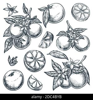 Oranges citrus tropical fruits set. Hand drawn sketch vector illustration. Grapefruit harvest on branch. Citric isolated vintage design elements. Stock Vector