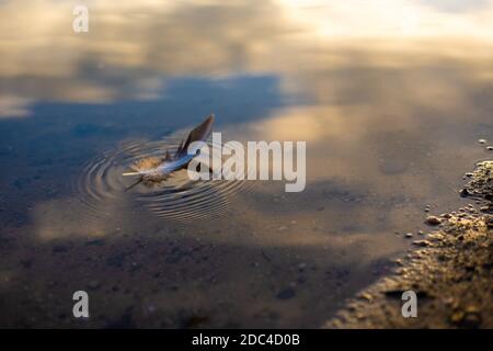Feather on the Water Stock Photo