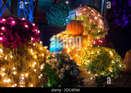 blooming colorful flowers with green leaves and pumpkin decorated with festive garland bulbs with glow close-up of plant in backyard of restaurant ter Stock Photo