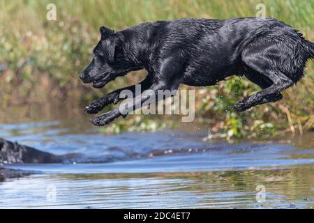 Action shot of a wet black Labrador retriever jumping into the water Stock Photo