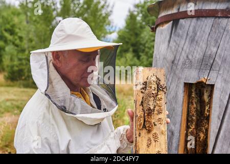 Perm, Russia - August 13, 2020: beekeeper checks a bee colony in a traditional hive inside a log Stock Photo