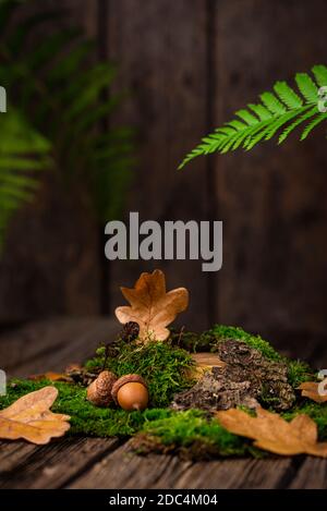 Mosses, oak leaves and tree bark Stock Photo