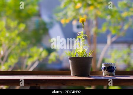 Yellow flowers or Marigold in black pot with ceramic ashtray on wooden table in front of blur bokeh background Stock Photo