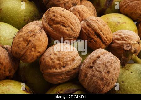 Close-up on walnuts freshly shelled and on nuts in green husk. Autumn harvest from the orchard. Stock Photo