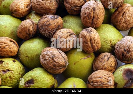 Walnuts freshly shelled and nuts in green husk. Autumn harvest from the orchard. Stock Photo