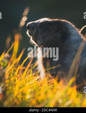 marmot headshot Stock Photo
