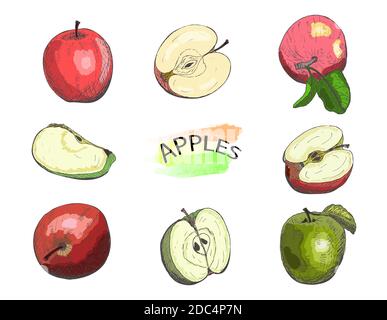 Hand drawn colored apples set isolated on white background.Vintage food sketch, engraved style vector illustration. Stock Vector