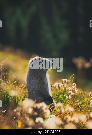 marmot scouting Stock Photo