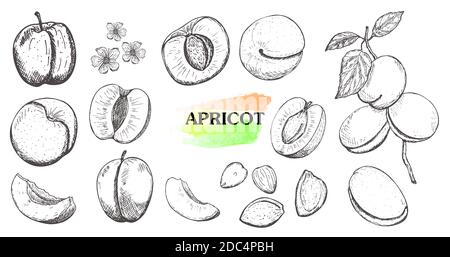 Hand drawn  apricot set isolated on white background.Vintage food sketch, engraved style vector illustration. Stock Vector