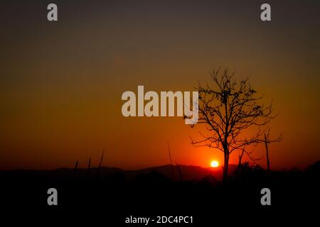 silhouette leafless tree on red sun in sunset, left copyspace. Stock Photo