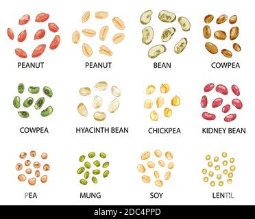 Set of hand drawn colored beans seeds isolated on white. Peanut, bean, cowpea, chickpea, kidney bean, pea, mung, soy, lentil.  Stylized vector illustr Stock Vector