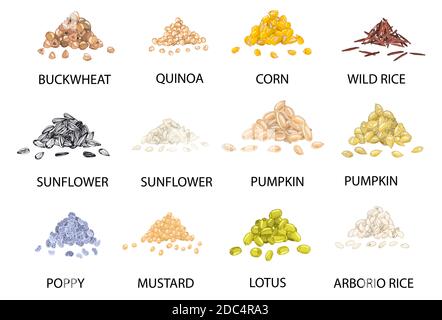Set of hand drawn colored piles of cereal grains isolated on white. Buckwheat, quinoa, corn, rice, sunflower, pumpkin, poppy, mustard, lotus. Stylized Stock Vector