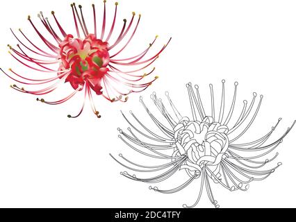 Hand drawn spider lily line and 3d silhouette isolated on white. Stock Vector