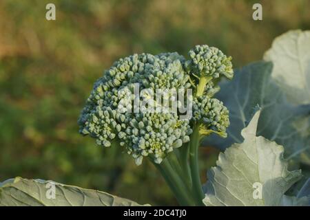 Broccoli cabbage grows on the field. New valuable and tasty vegetable close-up. Super fresh plant in the picture. Stock Photo