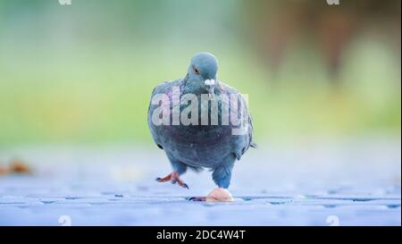 Gray dove sitting on the asphalt selective focus Stock Photo
