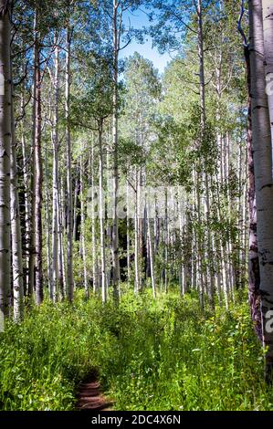 mountain hiking and biking trail surrounded by tall aspen trees