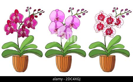 Hand drawn set of orchids in flower pots. Isolated on white.Colored vector illustration. Stock Vector