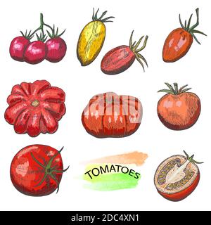 Hand drawn colored tomatoes set isolated on white background.Vintage food sketch, engraved style vector illustration. Stock Vector