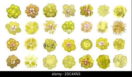 Set of colored hand drawn stylized top view autumn trees and plants. Graphic, isolated on white. Vector illustration. Elements for architecture and la Stock Vector