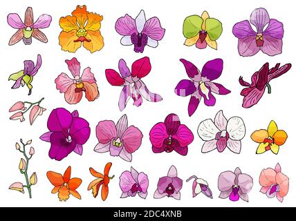 Hand drawn set of orchid flowers and floral elements. Isolated on white.Colored vector illustration. Stock Vector