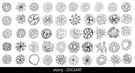 Hand-drawn Sketch Of Trees. Landscaping. Three Deciduous Garden Woody ...