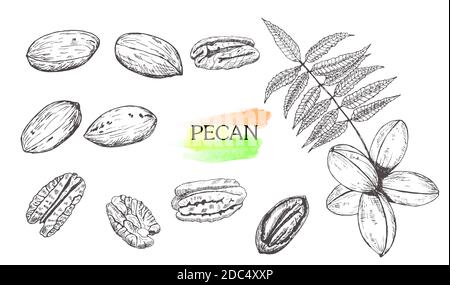 Hand drawn pecan nut set isolated on white background.Vintage food sketch, engraved style vector illustration. Stock Vector