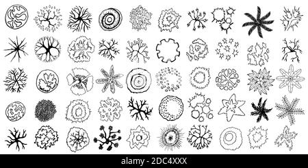 Set of hand drawn stylized top view trees and plants. Graphic, isolated on white. Vector illustration. Elements for architecture and landscape design Stock Vector