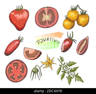Hand drawn colored tomatoes set isolated on white background.Vintage food sketch, engraved style vector illustration. Stock Vector