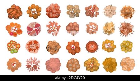 Set of colored hand drawn stylized top view autumn trees and plants. Graphic, isolated on white. Vector illustration. Elements for architecture and la Stock Vector
