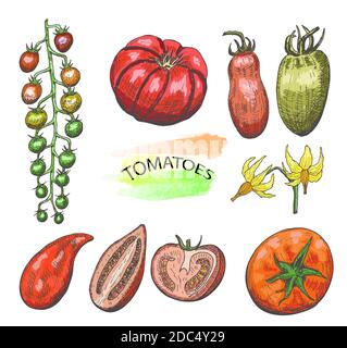 Hand drawn colored tomatoes set isolated on white background.Vintage food sketch, engraved style vector illustration. Stock Vector